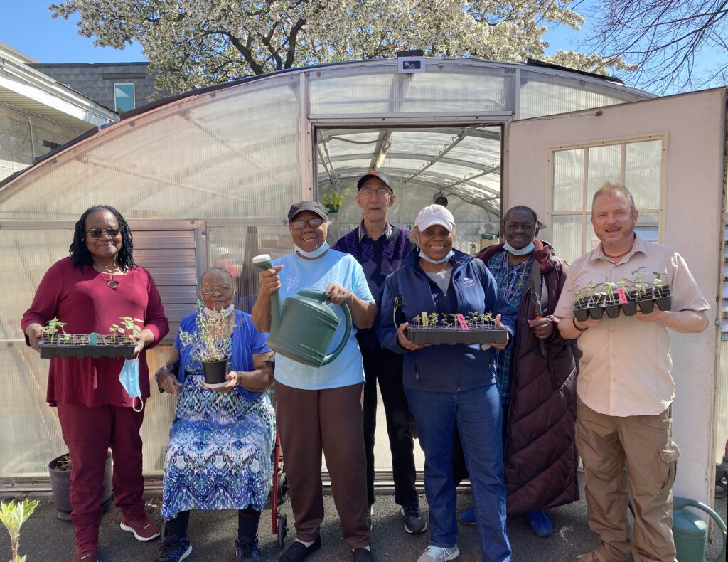 Older adults in Bed-Stuy who are members of RiseBoro's Saratoga Senior Center grow their own fruits and vegetables in a community greenhouse and garden. 